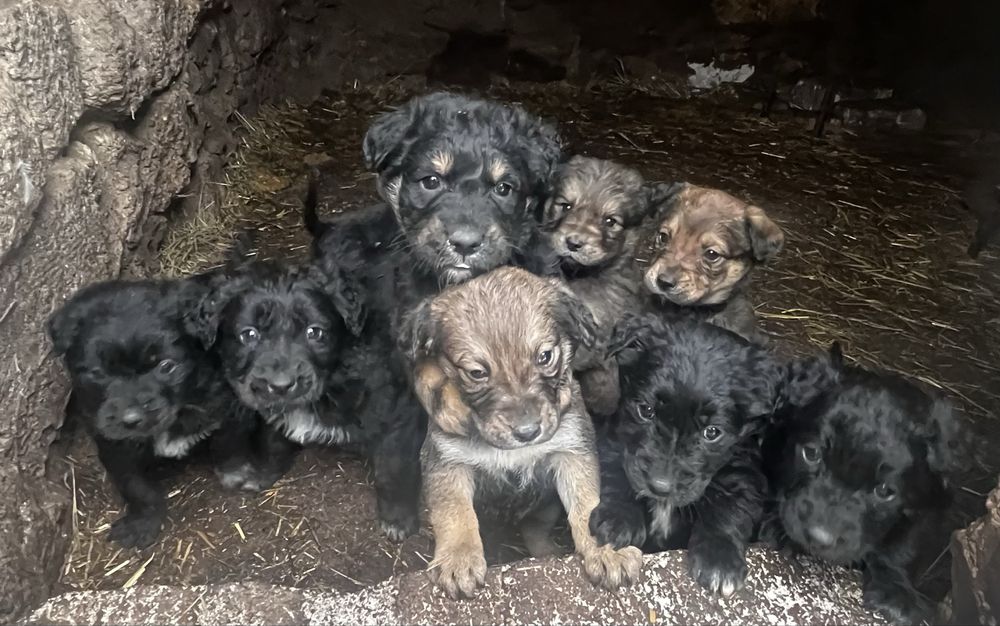 Щенки ,мама лабрадор-папа неустановлен