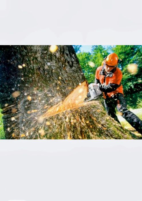 Alipinistyczna WYCINKA Drzew