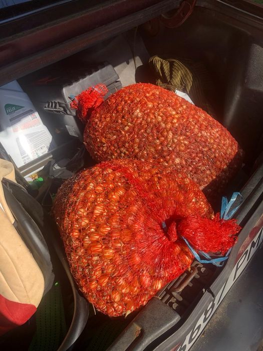 Цибуля сажанка, тиканка, лук севок : Штургарт