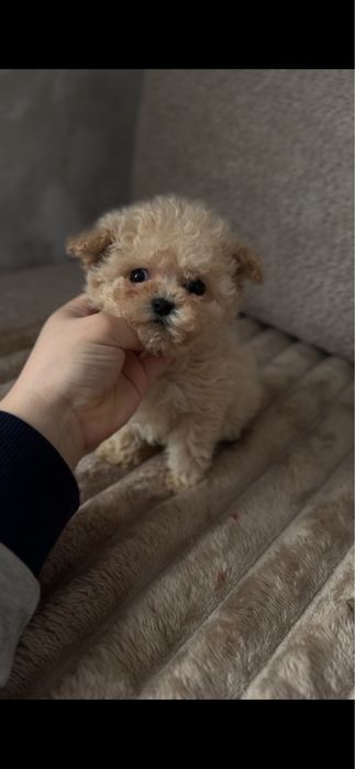 Доставка є Ультра Мікро Дівчинка Мальтипу Ф1 карамель бейбі фейс корея