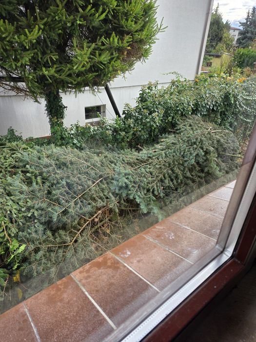 Gałęzie z drzew swierkowych oddam za darmo