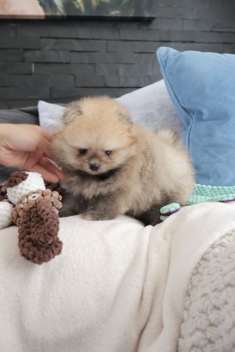Lulu da Pomerania. Spitz anão LOP e Afixo.Super Mini Laranja. Linhagem Russa