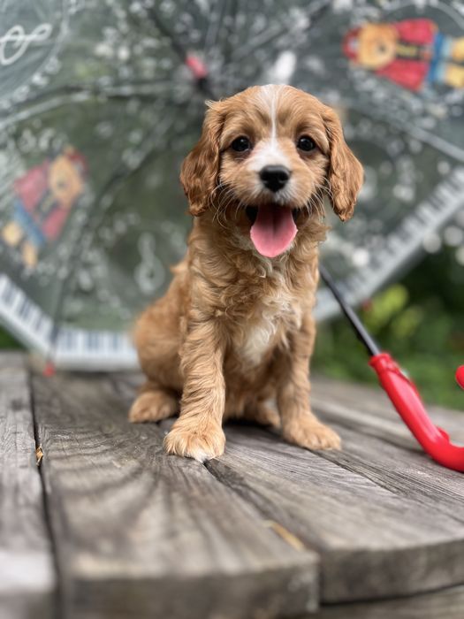 Кавапу (Cavapoo)дівчинка