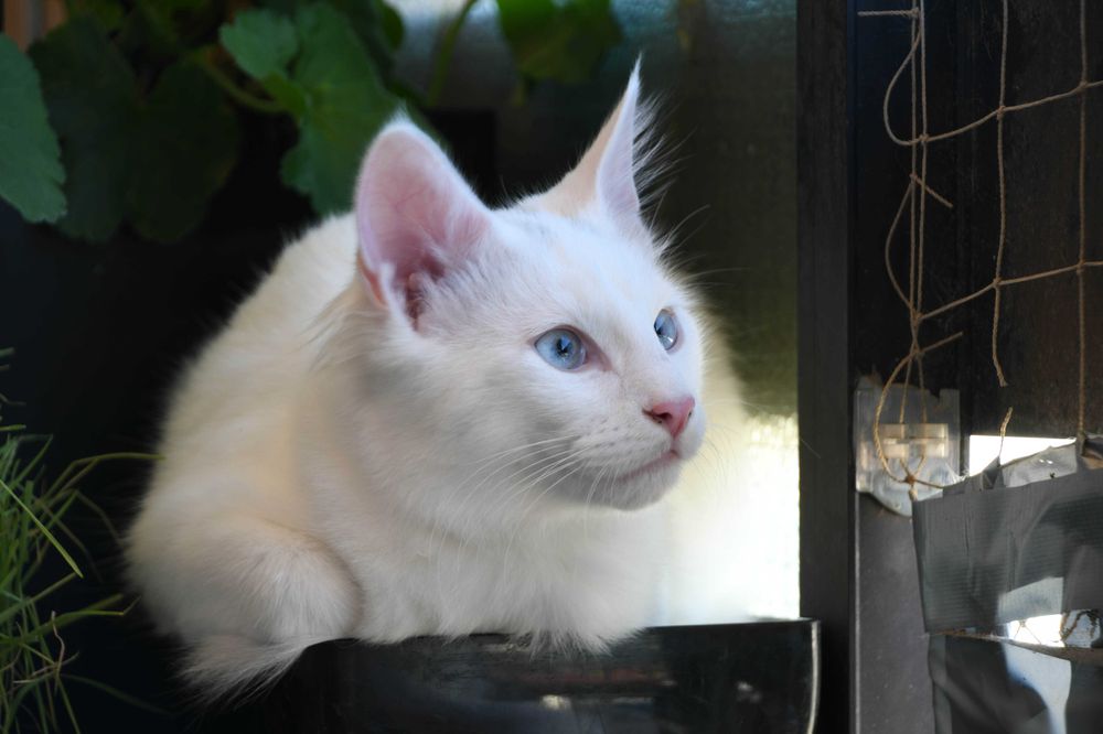 Bethânia: excelente exemplar. Angorá turca branca de olhos azuis