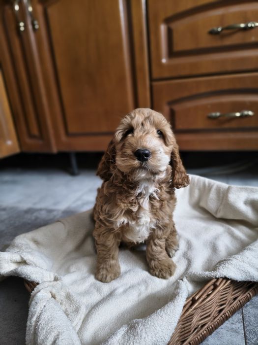 Cockapoo/chłopczyk Astor/ Cocker spaniel angielski/Pudel miniaturowy