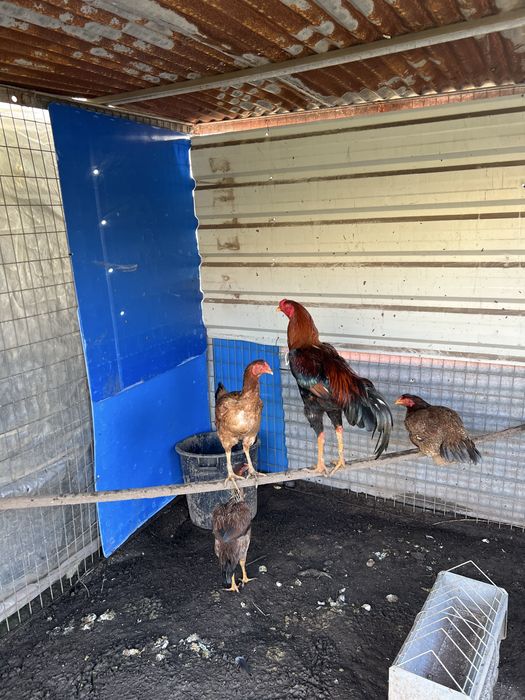 Casal indios gigantes