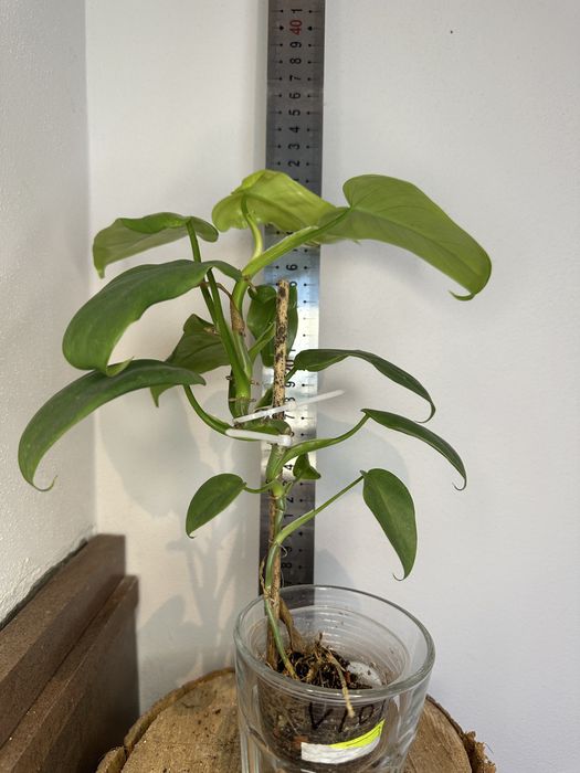 Філодендрон Philodendron Філодендрон  Bipennifolium Aurea\Golden violin)