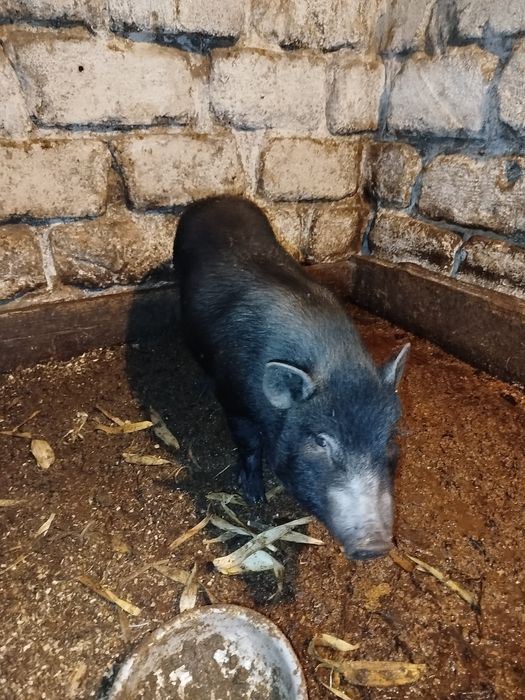 В'єтнамські поросята