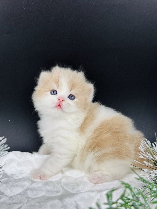 Хайленд страйт, гарне кошеня.