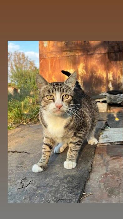 Отдам кошку лесного окраса, 5 лет, стерилизована