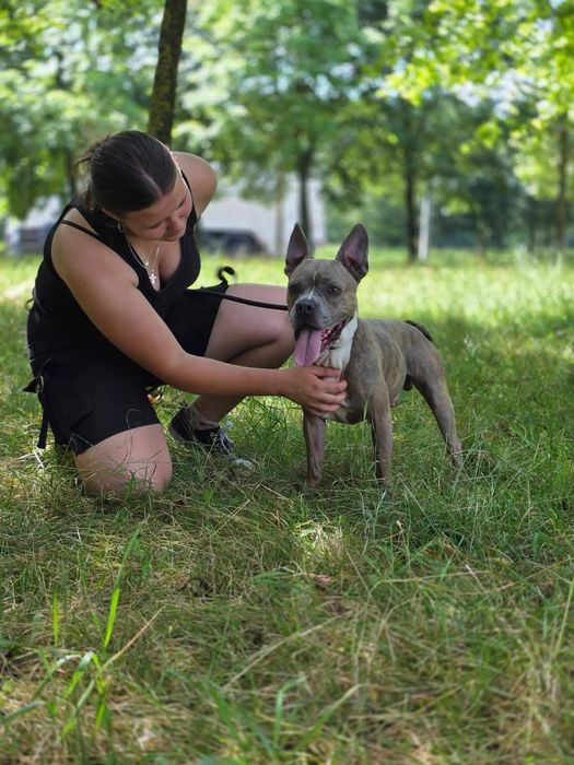 Pies, który łamie serce spojrzeniem.. Nie radzi sobie w schronisku..