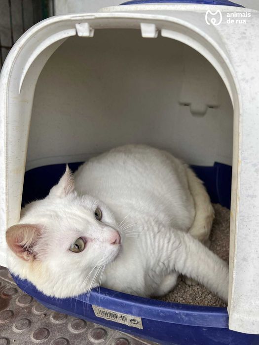 Suspiro | Para Adoção