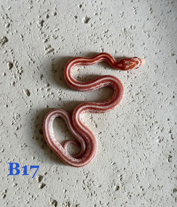 Wąż zbożowy Amel Tessera het Scaleless