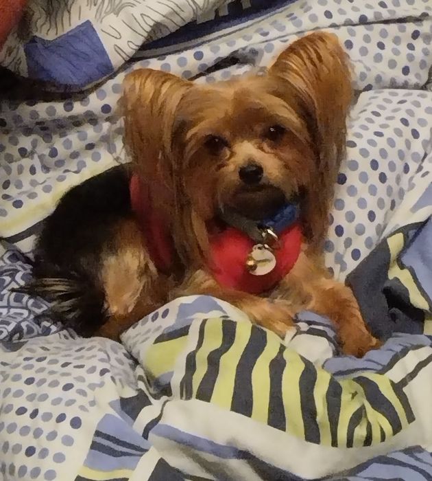 Йорк шукае наречену, вязка