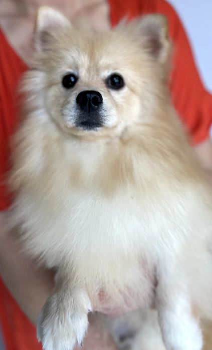 Померанські шпіци  чарівні хлопчики чекають на вас