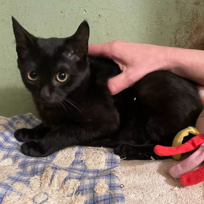 Отдам черного котенка, мальчик, 5 месяцев