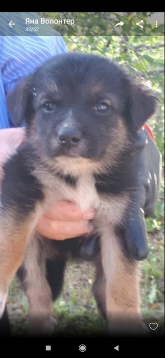 Отдам даром в хорошие руки