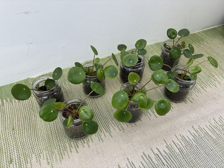 Pilea peperomioides ou Planta Chinesa do Dinheiro