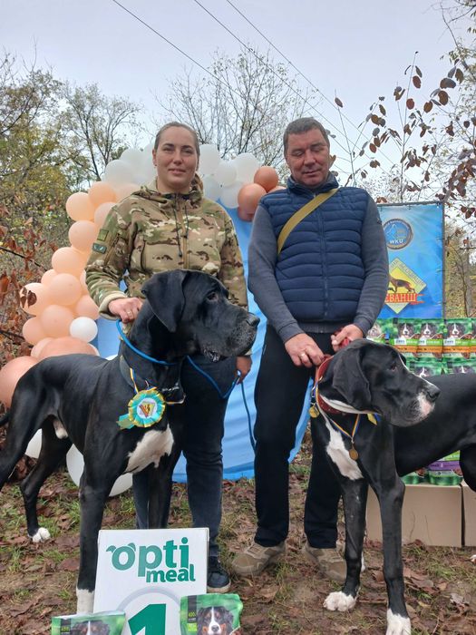 Німецький дог кобель для в'язки