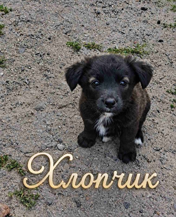 Невеличкі цуценята в добрі руки