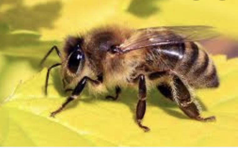 Прийму в дар пасеку семью пчёл, пчёлопакеты улей