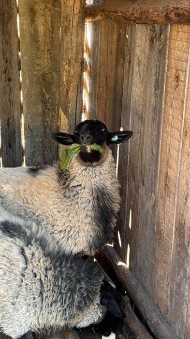 Романівські вівці