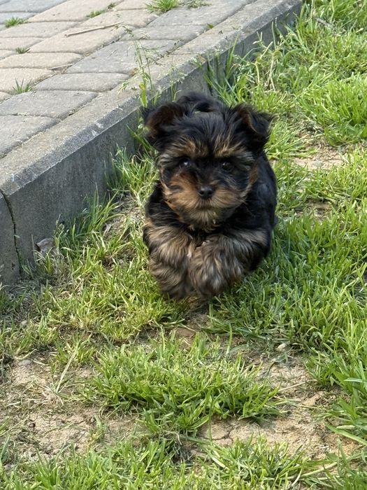 Szczeniak yorkshire terrier