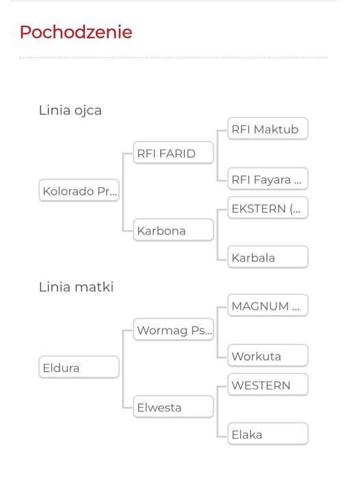 Ogier Arabski, 2 lata, KOLORADO PRINCE oo po RFI FARID oo