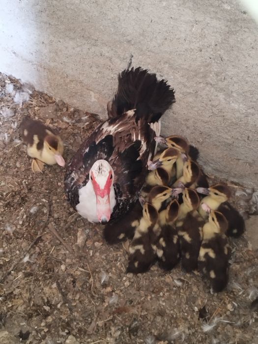 Vendo patos com 1 mês ( nascidos a 9 de julho)