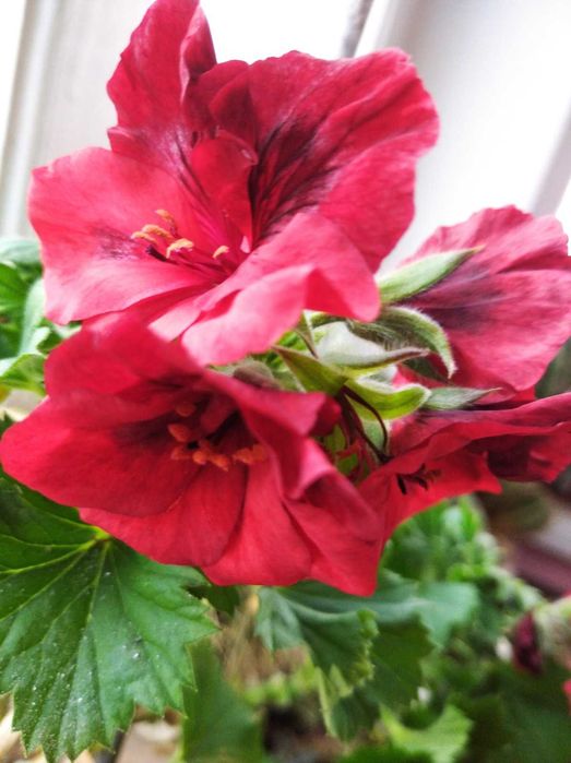 Продам кімнатні квіти