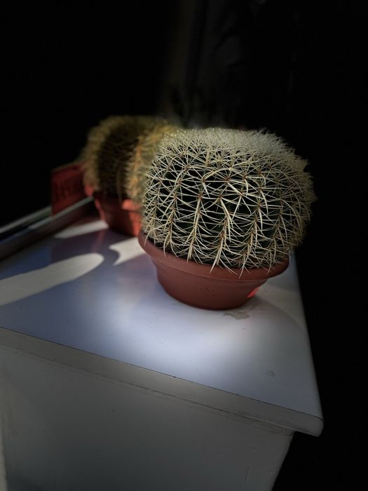 Великий  колекційний Ехінокактус Грузона