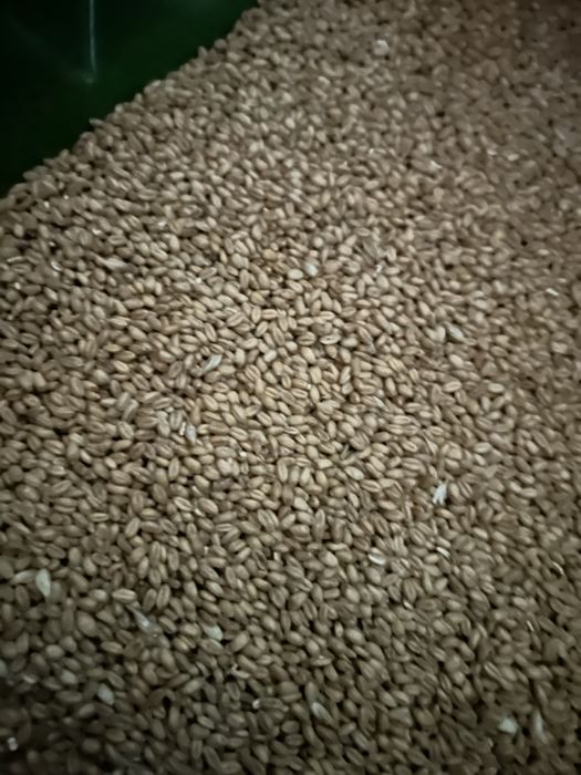 Zboże pszenica owies jęczmień kukurydza