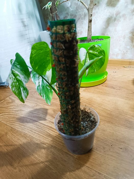 Мохові опори для рослин