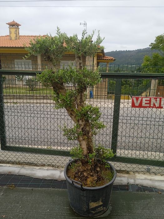Coqueiros (2.80 a 3m)/Oliveiras vários tamanhos e preços