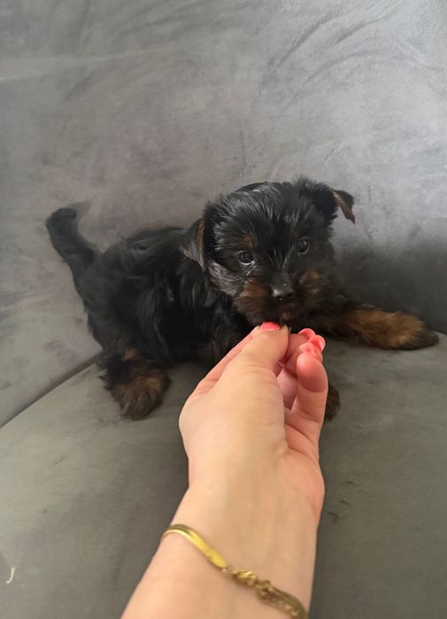 Yorkshire terrier mini suczka rodowodowa