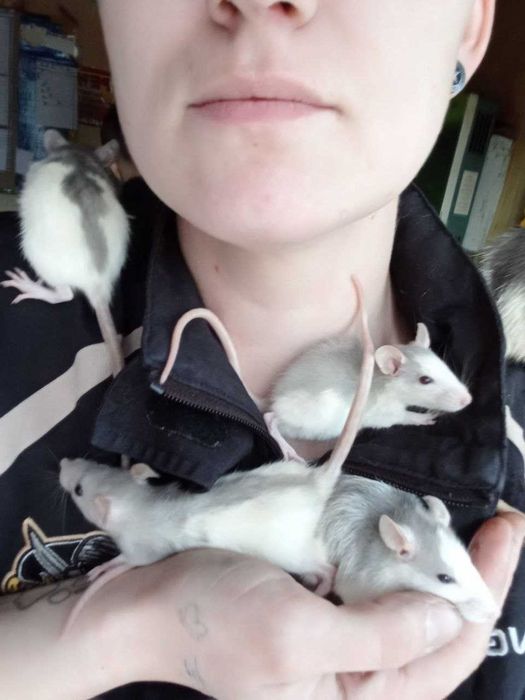 Продаю Щюрів (Крысы Декоратывни)