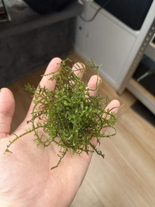 Mech akwariowy java moss 50ML