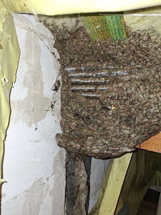 Dezynsekcja; Dezynfekcja; Deratyzacja likwidacja gniazd os i szerszeni