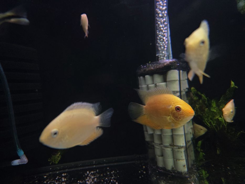 Pielęgnica severum red spotted
