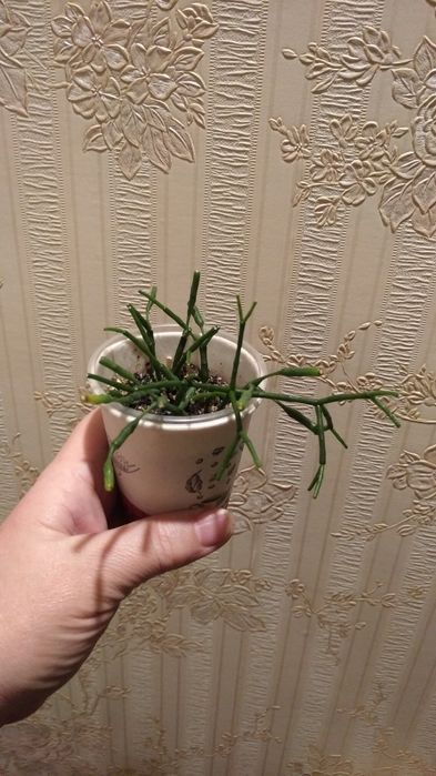 Квіти. Санса, красула,  колізія Рink ledi , рео , красула ампельна