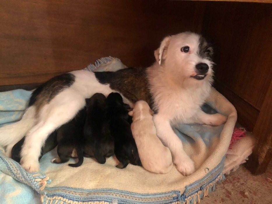 Adopção responsável