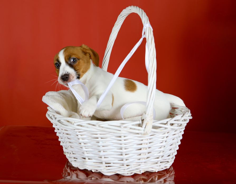 Цуценята Джек Рассел КСУ