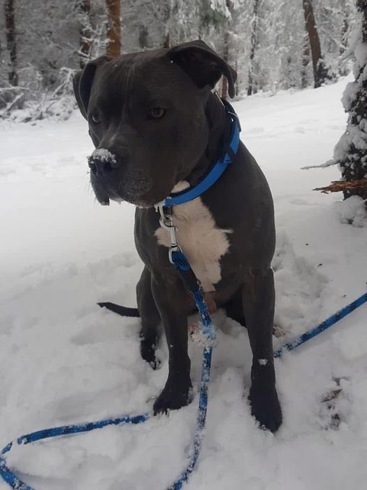 Oddam za darmo – 8-letni amstaff Rolo