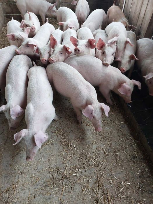 Продам поросят оптом і в роздріб