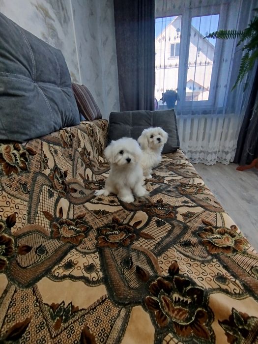 Продам хлопчиків мальтезе. 07.04.26