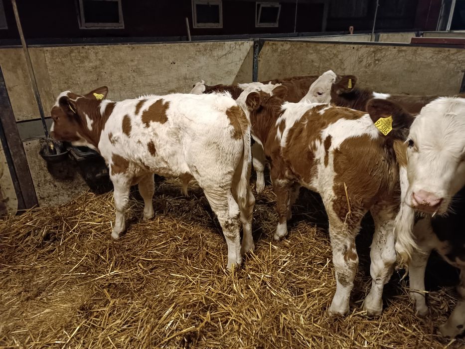 Cielaki  jałówki, byczki