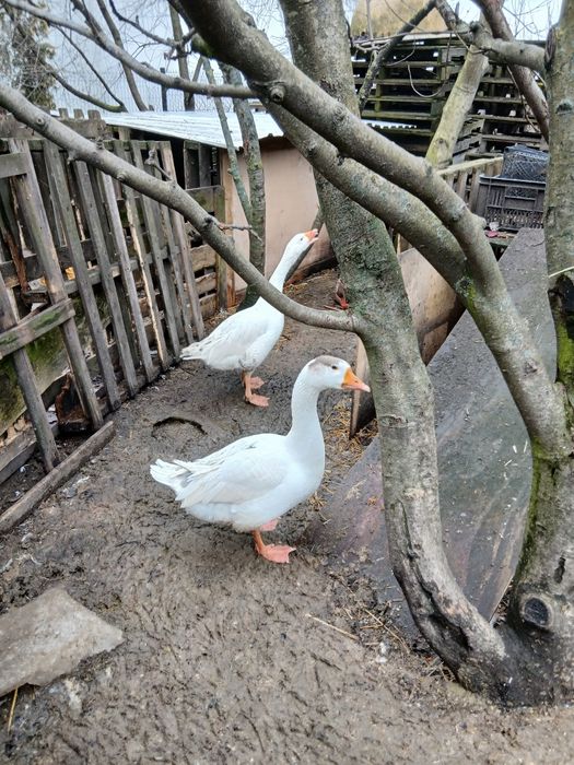 Sprzedam gęsi i gęsiory.