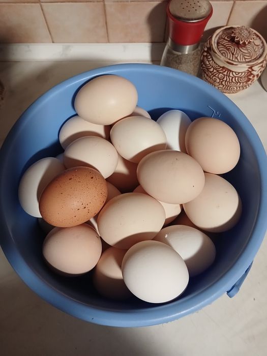 Домашні курячі яйця