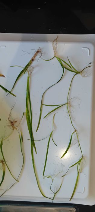 Vallisneria spiralis Tiger