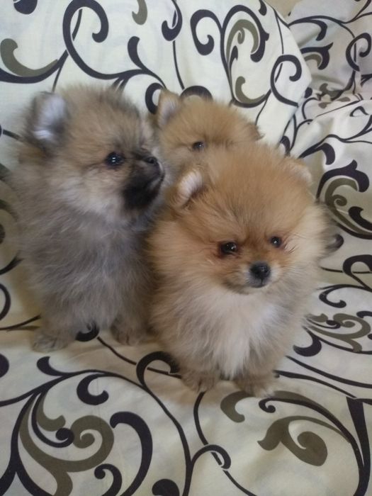 Мини померанский шпиц.